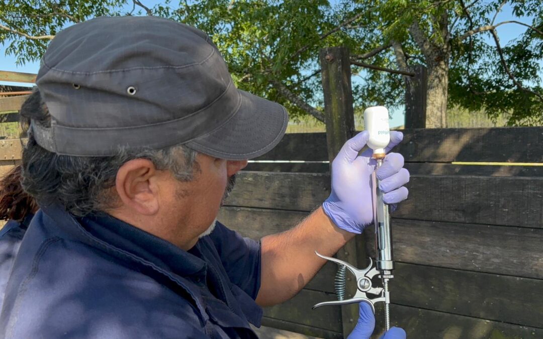 Comienza Plan Piloto de Vacunación contra la Garrapata